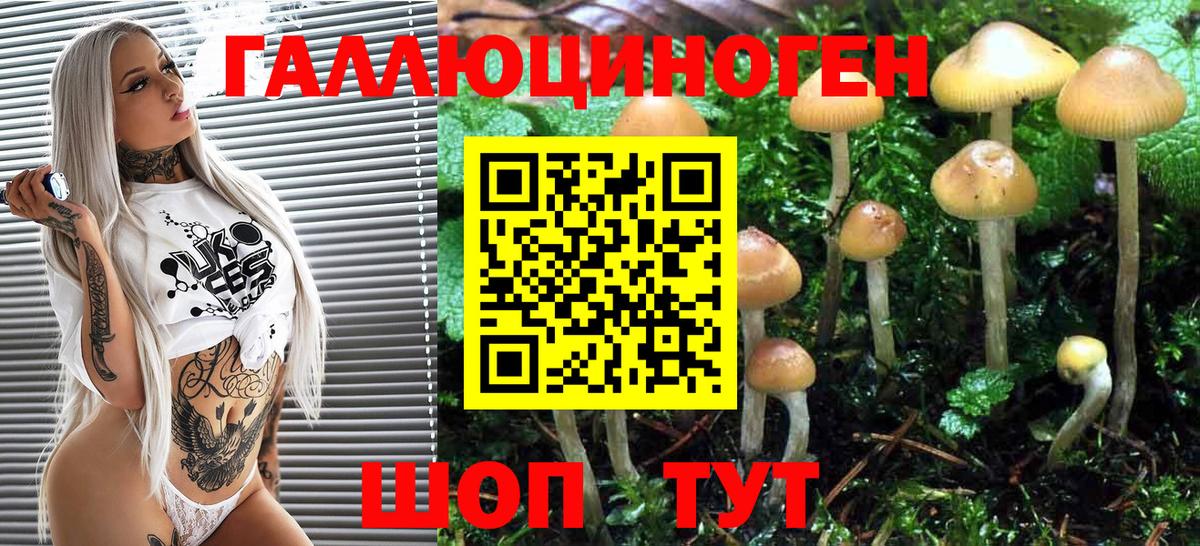 Галлюциногенные грибы Psilocybe Красногорск